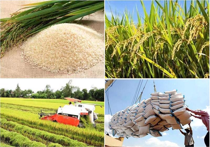 Tình hình xuất khẩu đi nước ở nước Việt Nam