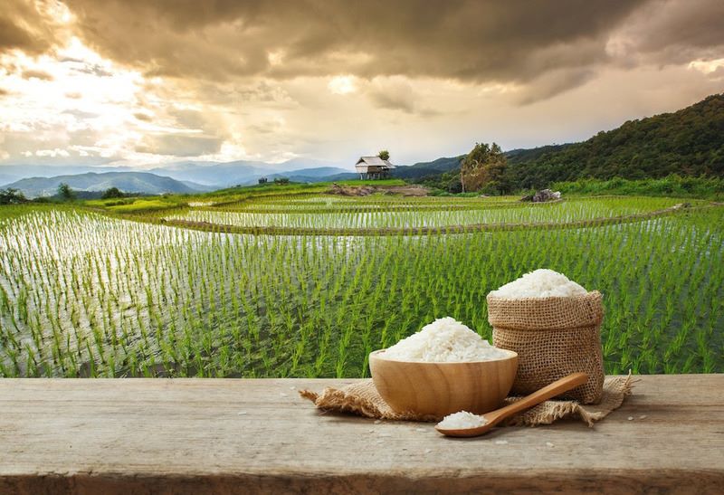 Cánh đồng lúa ở Việt Nam